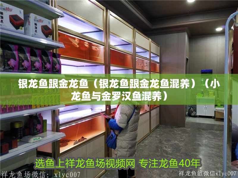銀龍魚跟金龍魚（銀龍魚跟金龍魚混養）（小龍魚與金羅漢魚混養）