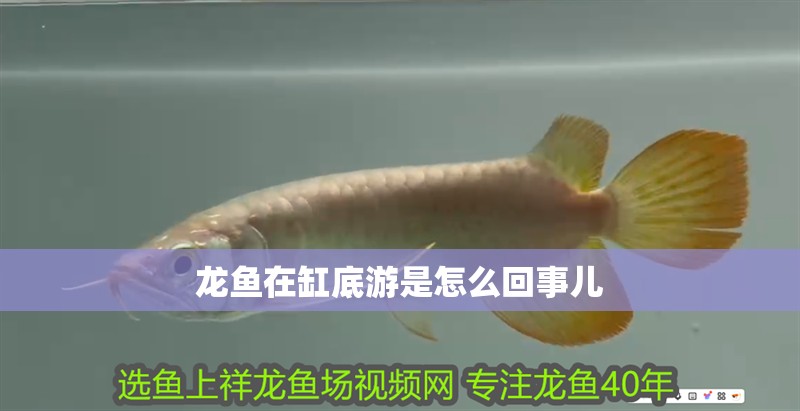 龍魚(yú)在缸底游是怎么回事兒