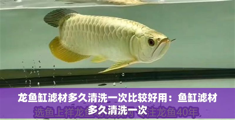 龍魚缸濾材多久清洗一次比較好用：魚缸濾材多久清洗一次