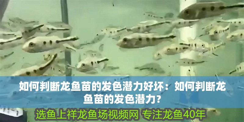 如何判斷龍魚苗的發色潛力好壞：如何判斷龍魚苗的發色潛力？