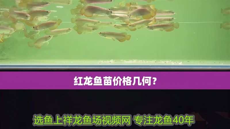 紅龍魚苗價格幾何？ 紅龍魚苗價格幾何？ 龍魚百科 第1張
