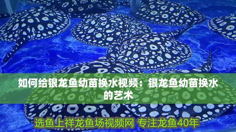 如何給銀龍魚幼苗換水視頻：銀龍魚幼苗換水的藝術
