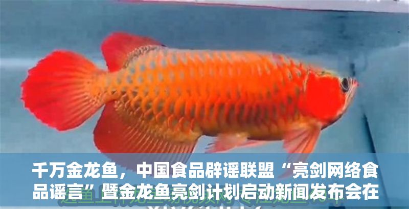 千萬金龍魚，中國食品辟謠聯(lián)盟“亮劍網(wǎng)絡(luò)食品謠言”暨金龍魚亮劍計劃啟動新聞發(fā)布會在京舉行 千萬金龍魚，中國食品辟謠聯(lián)盟“亮劍網(wǎng)絡(luò)食品謠言”暨金龍魚亮劍計劃啟動新聞發(fā)布會在京舉行 龍魚百科 第2張