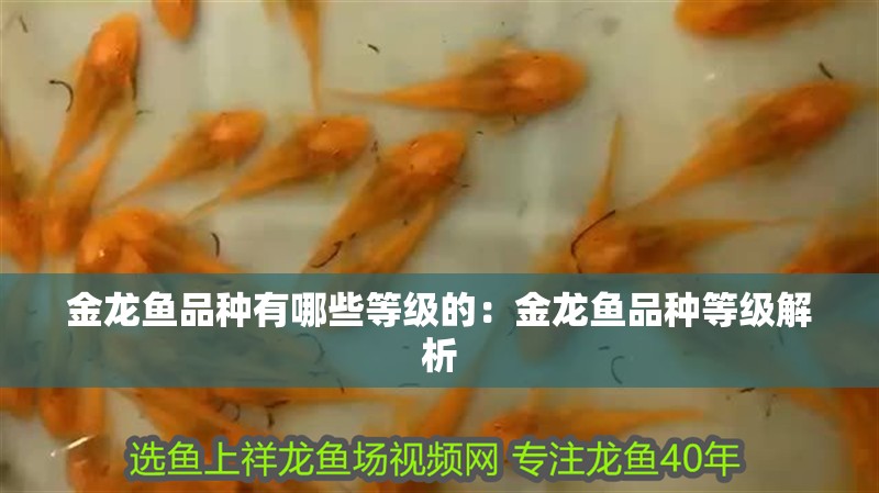 金龍魚品種有哪些等級的：金龍魚品種等級解析