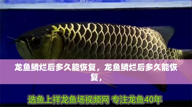 龍魚鱗爛后多久能恢復(fù)，龍魚鱗爛后多久能恢復(fù)，