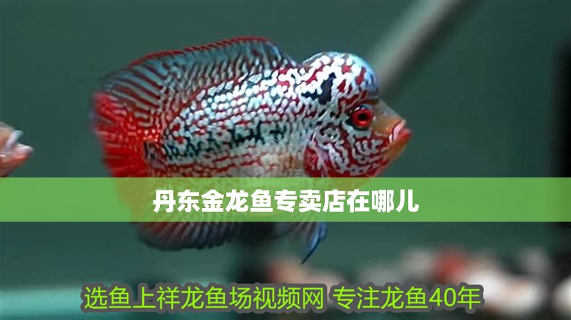 丹東金龍魚專賣店在哪兒