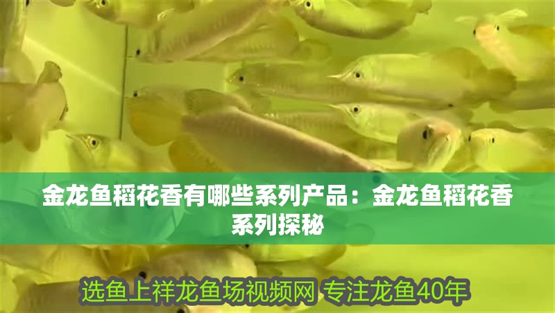 金龍魚稻花香有哪些系列產品：金龍魚稻花香系列探秘