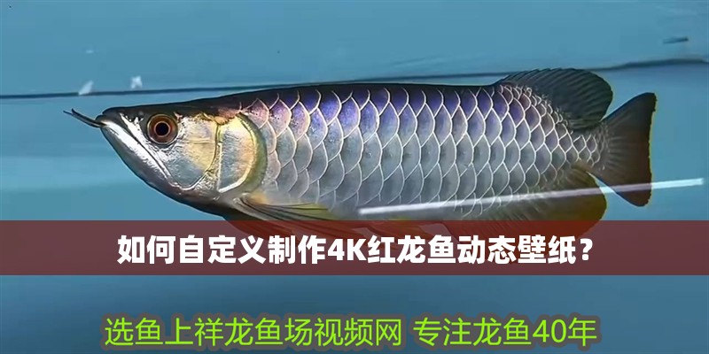 如何自定義制作4K紅龍魚動態壁紙？