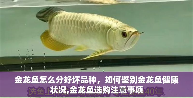 金龍魚(yú)怎么分好壞品種，如何鑒別金龍魚(yú)健康狀況,金龍魚(yú)選購(gòu)注意事項(xiàng)