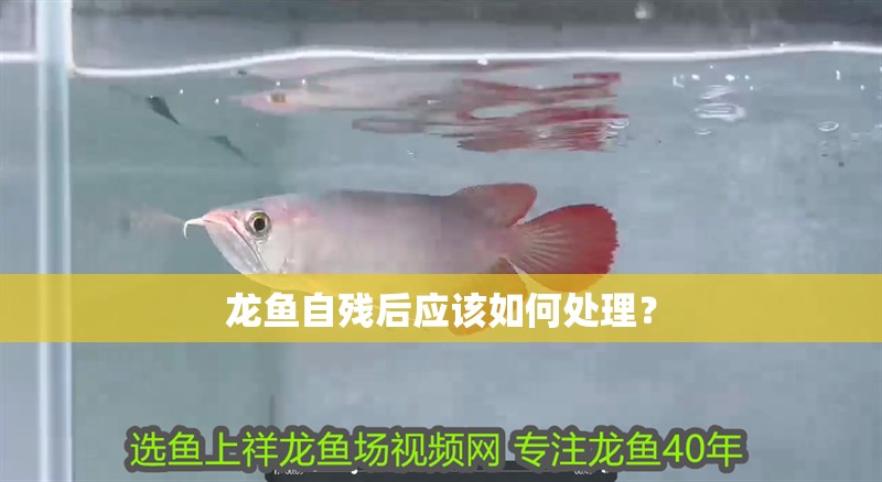 龍魚自殘后應(yīng)該如何處理？