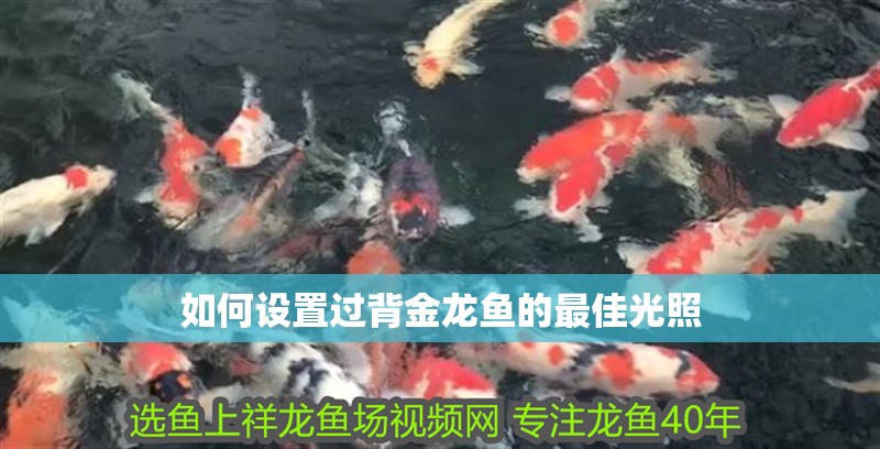 如何設置過背金龍魚的最佳光照