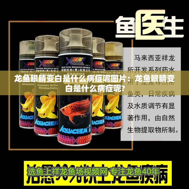 龍魚眼睛變白是什么病癥呢圖片：龍魚眼睛變白是什么病癥呢?