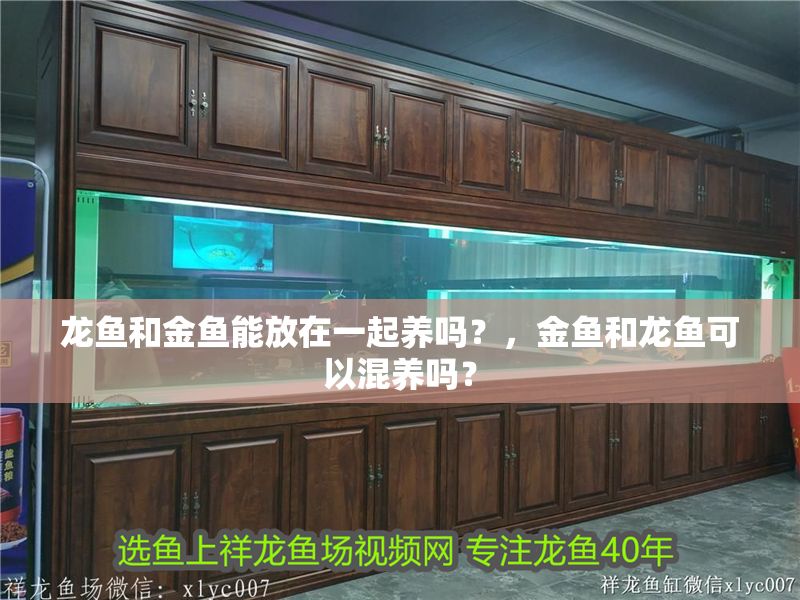 龍魚和金魚能放在一起養嗎？，金魚和龍魚可以混養嗎？