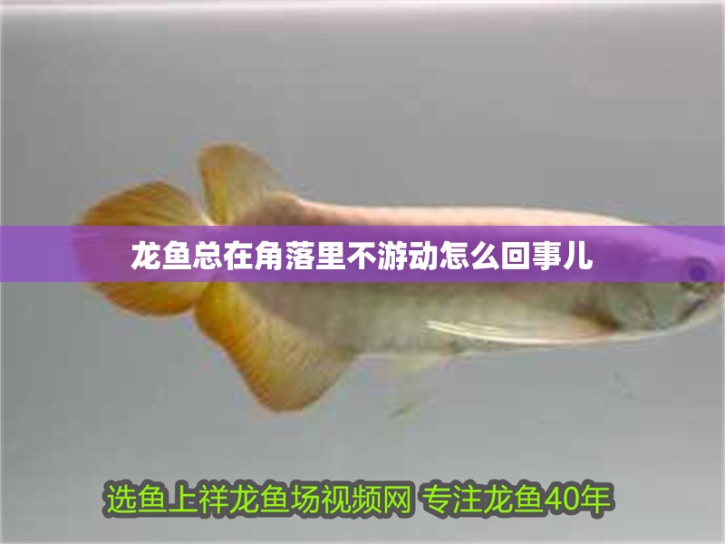 龍魚總在角落里不游動怎么回事兒