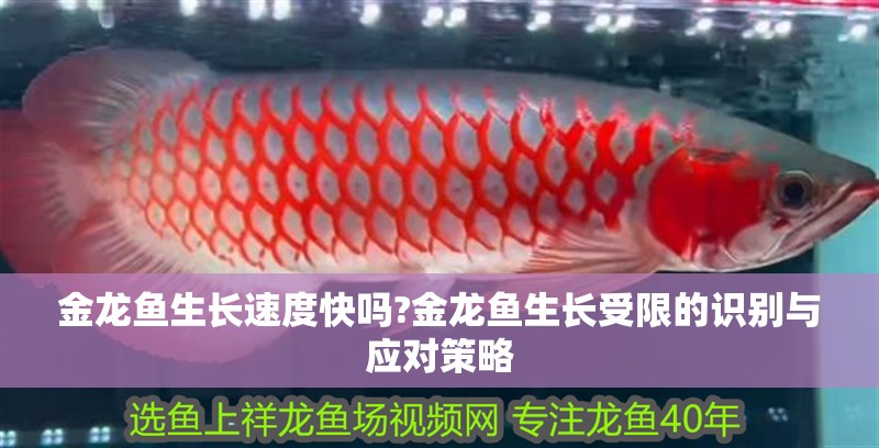 金龍魚生長速度快嗎?金龍魚生長受限的識(shí)別與應(yīng)對(duì)策略