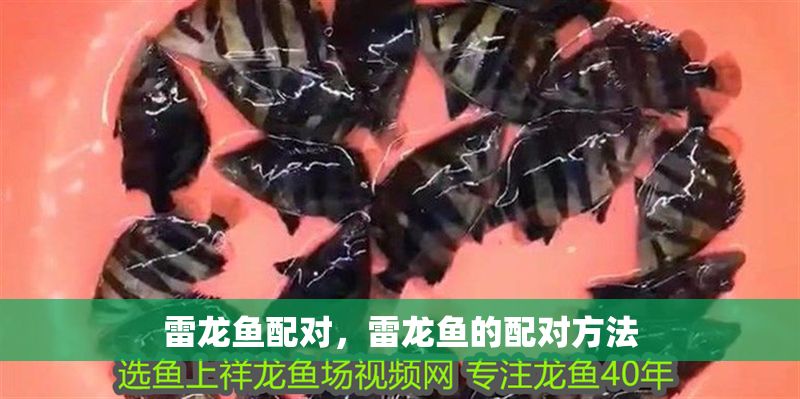 雷龍魚配對,雷龍魚的配對方法 龍魚百科 第2張 雷龍魚配對,雷龍魚的配對方法 雷龍魚配對,雷龍魚的配對方法 龍魚百科 第2張