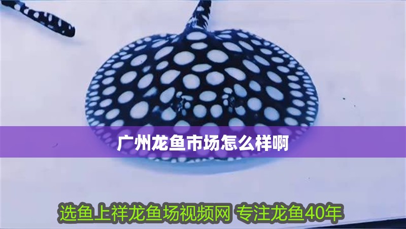 廣州龍魚市場怎么樣啊