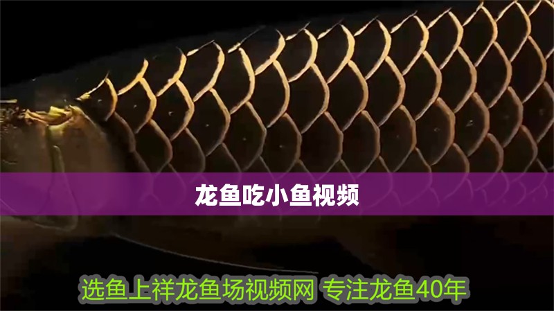 龍魚吃小魚視頻