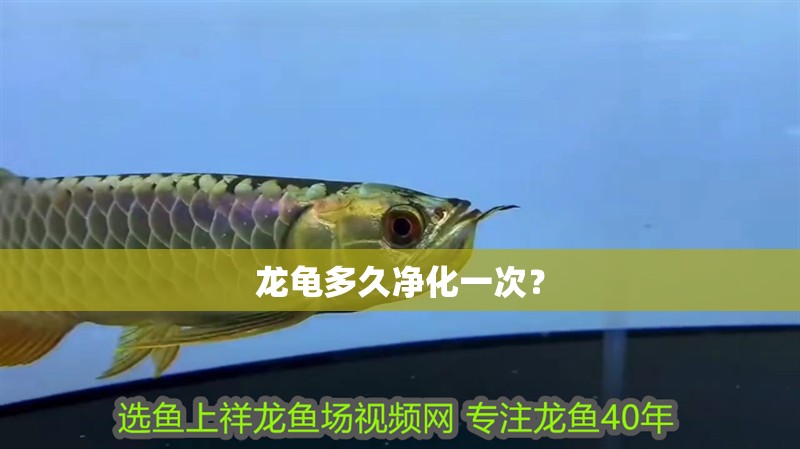 龍龜多久凈化一次？ 龍龜多久凈化一次？ 龍魚百科