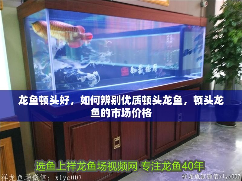 龍魚頓頭好，如何辨別優質頓頭龍魚，頓頭龍魚的市場價格