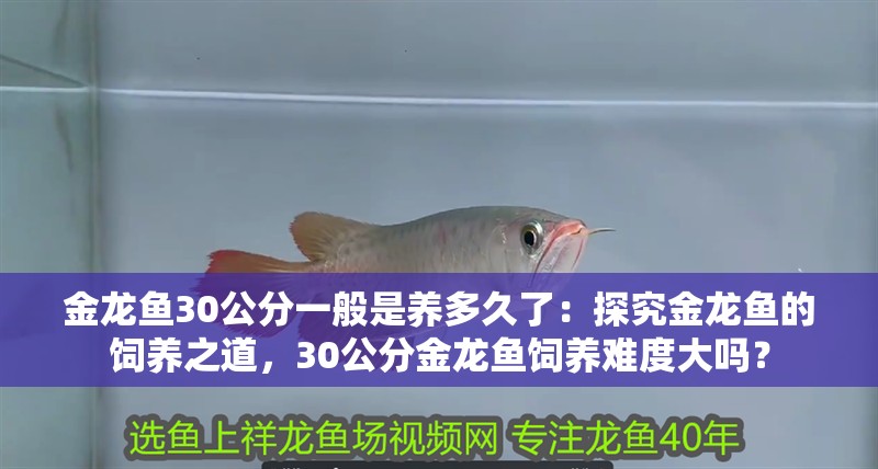 金龍魚30公分一般是養(yǎng)多久了：探究金龍魚的飼養(yǎng)之道，30公分金龍魚飼養(yǎng)難度大嗎？