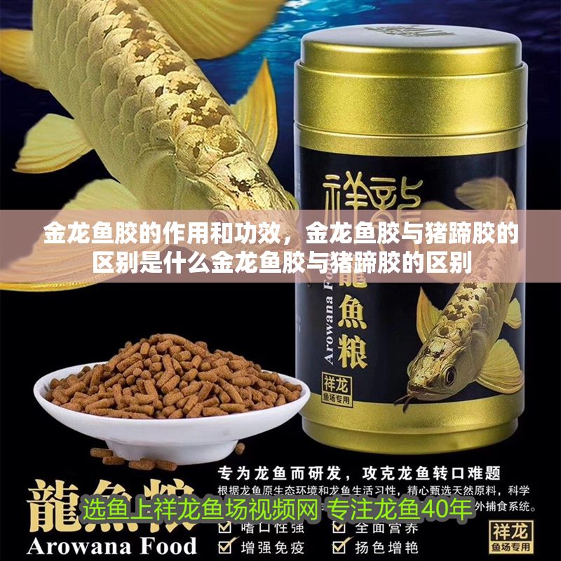 金龍魚膠的作用和功效，金龍魚膠與豬蹄膠的區別是什么金龍魚膠與豬蹄膠的區別