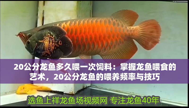 給龍魚喂食:龍魚吃什么食物最好,龍魚吃什么最好 龍魚百科 給龍魚喂食:龍魚吃什么食物最好,龍魚吃什么最好 給龍魚喂食:龍魚吃什么食物最好,龍魚吃什么最好 龍魚百科
