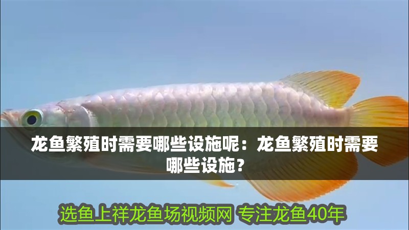 龍魚繁殖時需要哪些設施呢：龍魚繁殖時需要哪些設施？ 龍魚繁殖時需要哪些設施呢：龍魚繁殖時需要哪些設施？ 水族問答