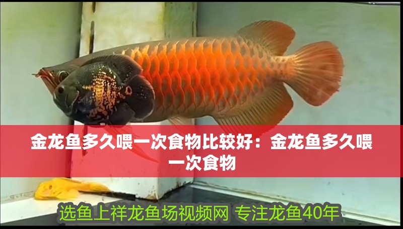 金龍魚爆鱗怎么回事：金龍魚爆鱗怎么辦 金龍魚爆鱗怎么回事：金龍魚爆鱗怎么辦 龍魚百科