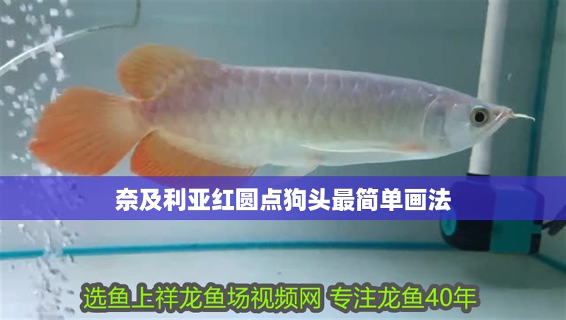 奈及利亞紅圓點(diǎn)狗頭最簡(jiǎn)單畫法 奈及利亞紅圓點(diǎn)狗頭最簡(jiǎn)單畫法 龍魚百科
