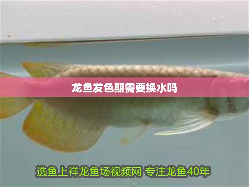 龍魚發色期需要換水嗎