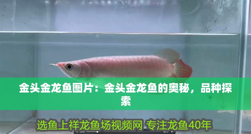 金頭金龍魚圖片：金頭金龍魚的奧秘，品種探索