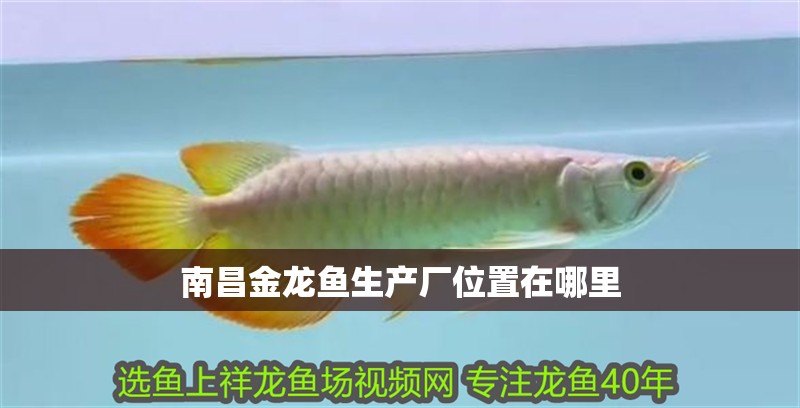 <strong><mark>南昌</mark></strong>金龍魚生產廠位置在哪里