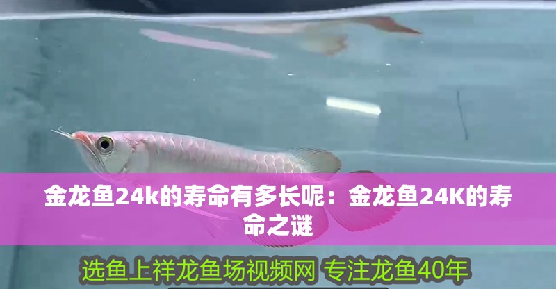 金龍魚24k的壽命有多長呢：金龍魚24K的壽命之謎