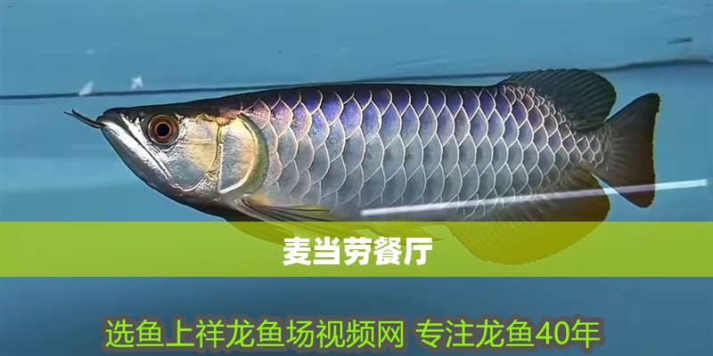 麥當勞餐廳 麥當勞餐廳 龍魚百科