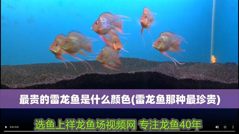 最貴的雷龍魚是什么顏色(雷龍魚那種最珍貴)