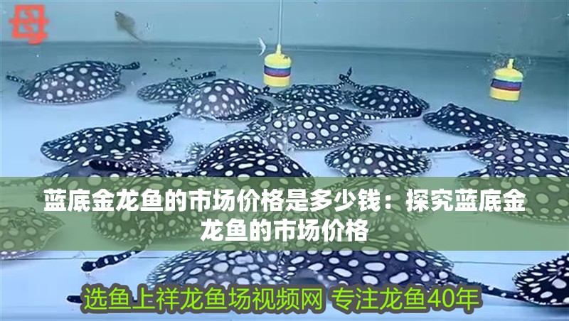 藍底金龍魚的市場價格是多少錢：探究藍底金龍魚的市場價格