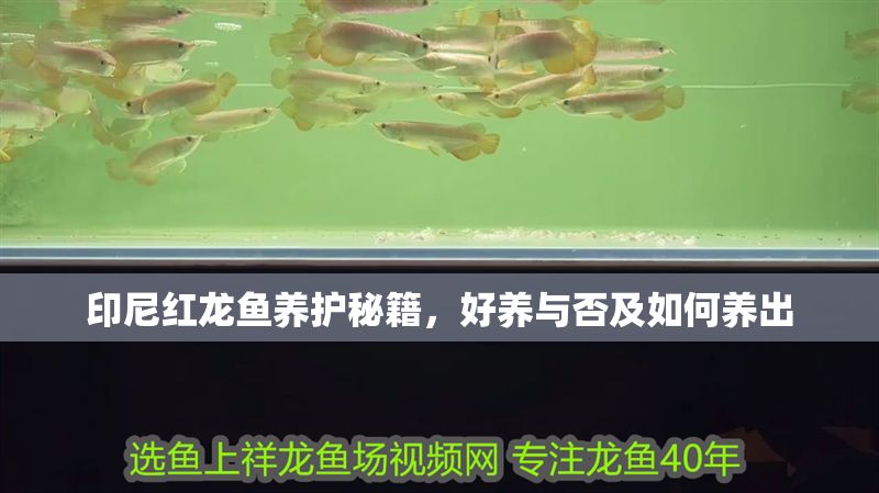 印尼紅龍魚養護秘籍，好養與否及如何養出