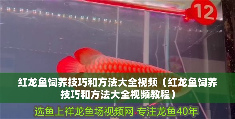 紅龍魚飼養技巧和方法大全視頻（紅龍魚飼養技巧和方法大全視頻教程）
