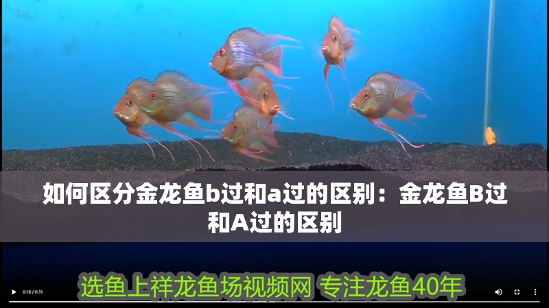 如何區(qū)分金龍魚b過和a過的區(qū)別：金龍魚B過和A過的區(qū)別