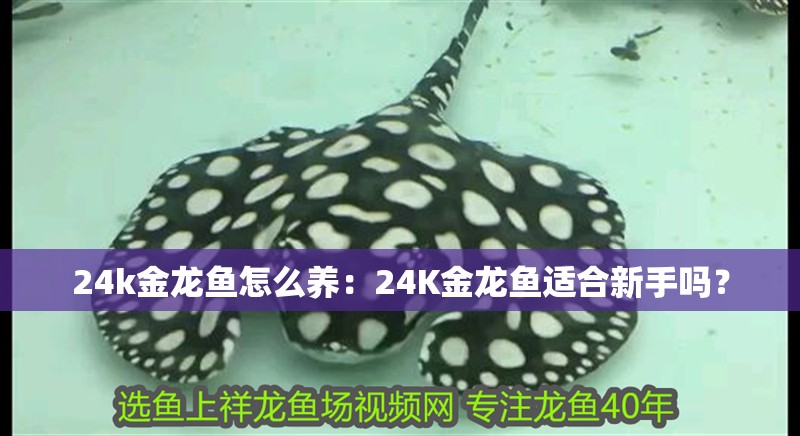 24k金龍魚怎么養：24K金龍魚適合新手嗎？