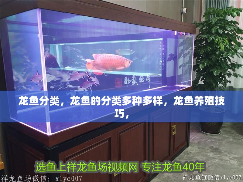 龍魚分類，龍魚的分類多種多樣，龍魚養殖技巧， 龍魚分類，龍魚的分類多種多樣，龍魚養殖技巧， 龍魚百科 第2張