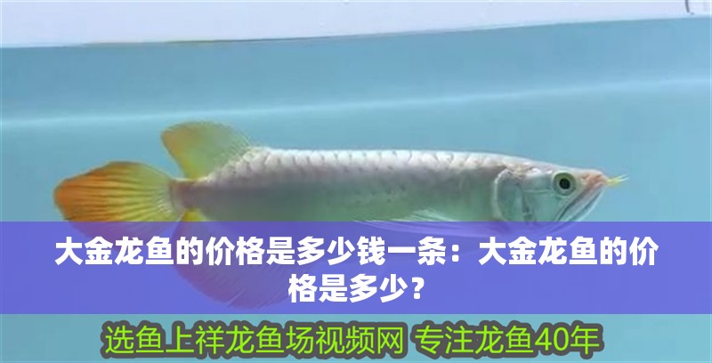 大金龍魚的價格是多少錢一條：大金龍魚的價格是多少？