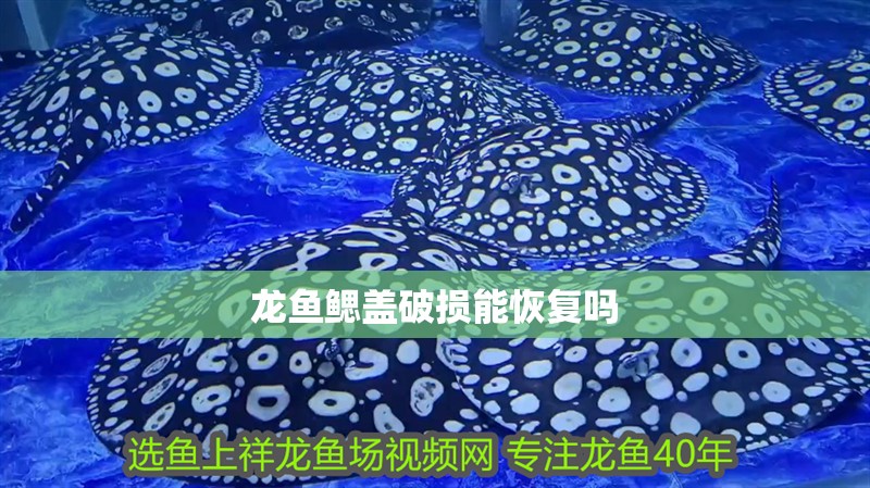 龍魚鰓蓋破損能恢復(fù)嗎