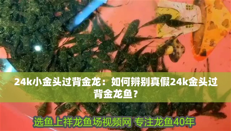 24k小金頭過背金龍：如何辨別真假24k金頭過背金龍魚？