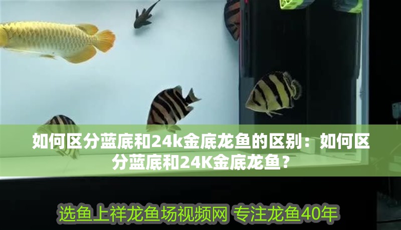 如何區分藍底和24k金底龍魚的區別：如何區分藍底和24K金底龍魚？
