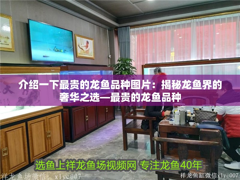 介紹一下最貴的龍魚品種圖片：揭秘龍魚界的奢華之選—最貴的龍魚品種
