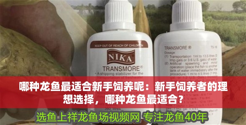 哪種龍魚最適合新手飼養呢：新手飼養者的理想選擇，哪種龍魚最適合？