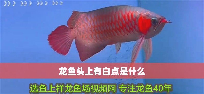 龍魚頭上有白點是什么