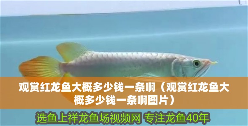 觀賞紅龍魚大概多少錢一條啊（觀賞紅龍魚大概多少錢一條啊圖片）